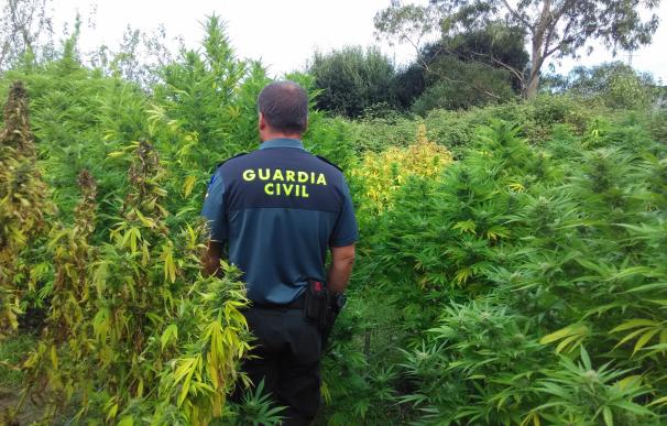 Detenidos dos individuos por cultivo de más de 100 plantas de marihuana en Arteixo (A Coruña)
