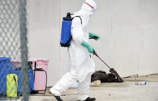 España registra el primer contagio de ébola fuera de África