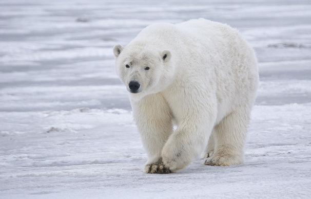 Los osos polares del Ártico se enfrentan a temporadas más cortas de hielo marino