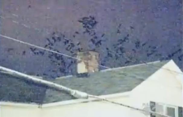 Los cuervos invaden los tejados de la localidad de California