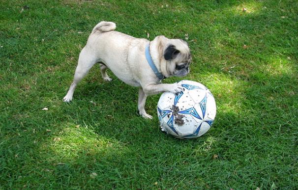 Una perrita llamada Sophia jugando al fútbol