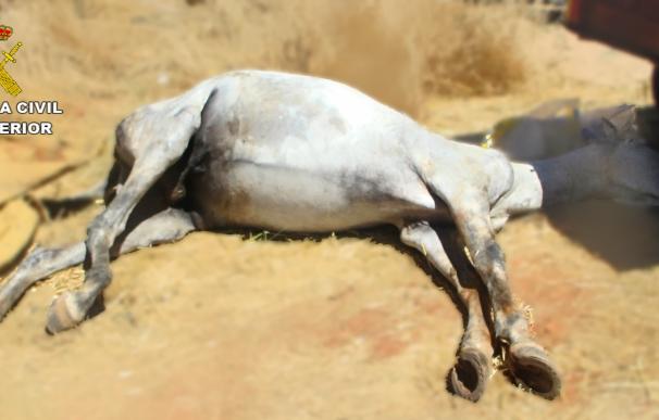 Dos detenidos en Alcázar por abandonar a un caballo que tuvo que ser sacrificado al estar desnutrido