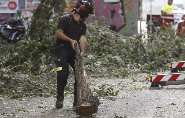 Caen dos ramas de árbol en Madrid, sin causar heridos