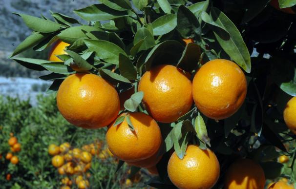 La Generalitat prevé una cosecha citrícola de 3,9 millones de toneladas, un 23,6% más que en 2016