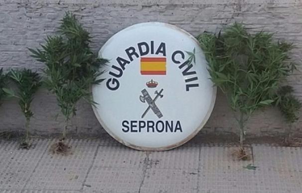 Desmantelada una plantación de marihuana en una finca de La Demanda (Burgos) e investigado su propietario