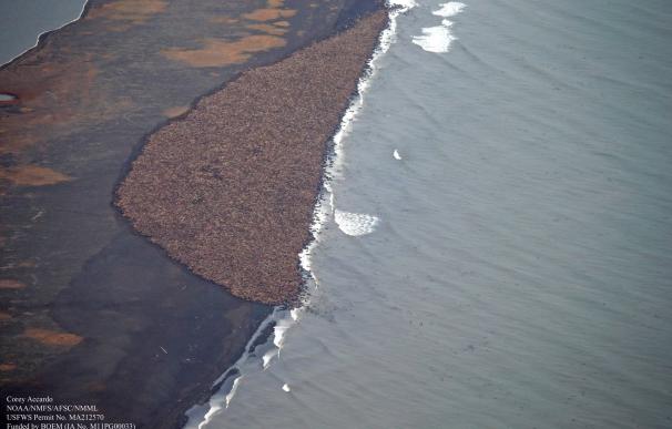 Una colonia de 35.000 morsas en la costa del noroeste de Alaska