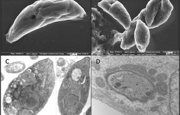 Un nuevo método molecular permite detectar en el jamón serrano el parásito de la toxoplasmosis