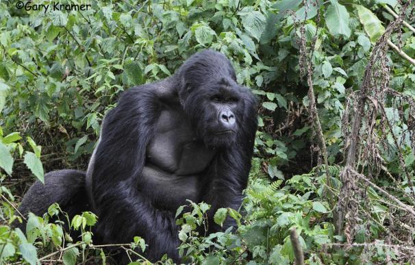 El gorila más grande del mundo está en "inminente peligro"