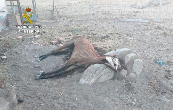 Detenido por tener en una finca de Ceclavín burros, mulos y caballos en "pésimas condiciones"
