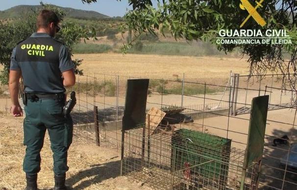 La Guardia Civil interviene una jaula de alimañas en una granja de Os de Balaguer (Lleida)