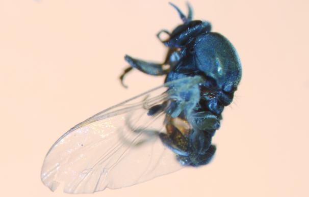 La UZ se convierte esta semana en referente internacional en el estudio de la mosca negra
