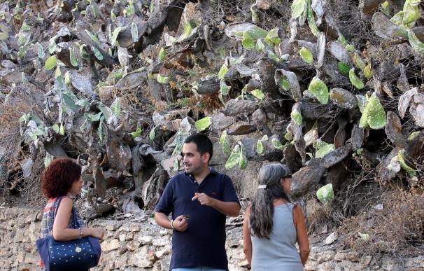 El PSOE de Lanjarón alerta sobre la propagación de la cochinilla del carmín que afecta a las chumberas