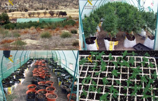 Desmanteladas dos plantaciones de marihuana en Lorca camufladas como invernaderos artesanales de tomate