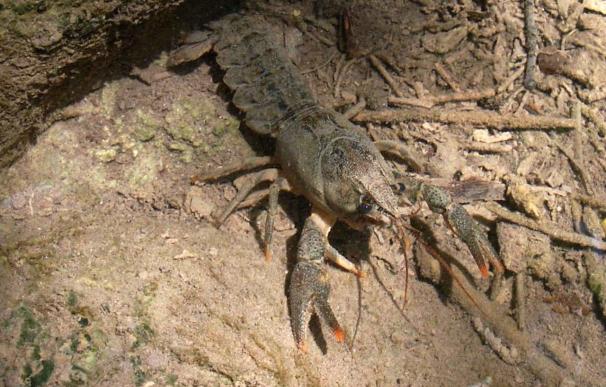 La población de cangrejo de río autóctono en España se limita a 500 poblaciones y un patógeno arriesga su supervivencia