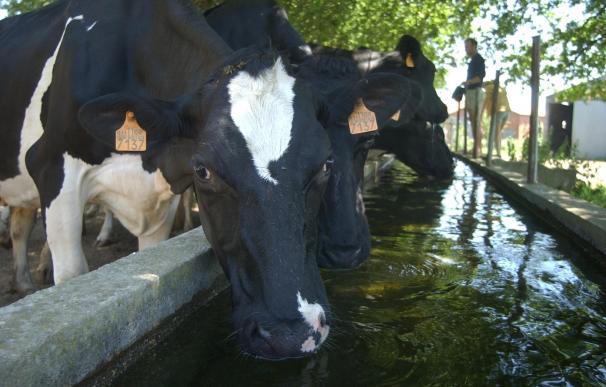 El precio de la leche vuelve a caer en julio en Galicia a 26,8 céntimos y baja 2 céntimos en lo que va de año