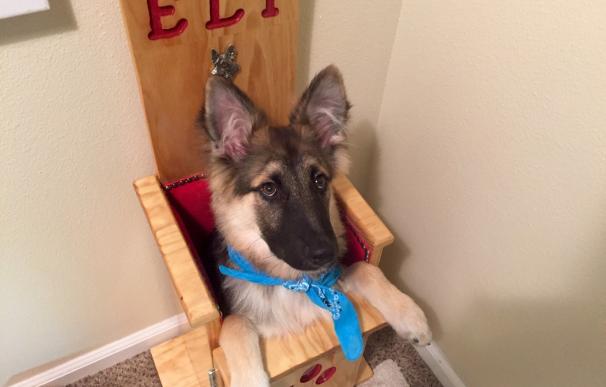 Eli, el perrito salvado de morir con una trona para comer
