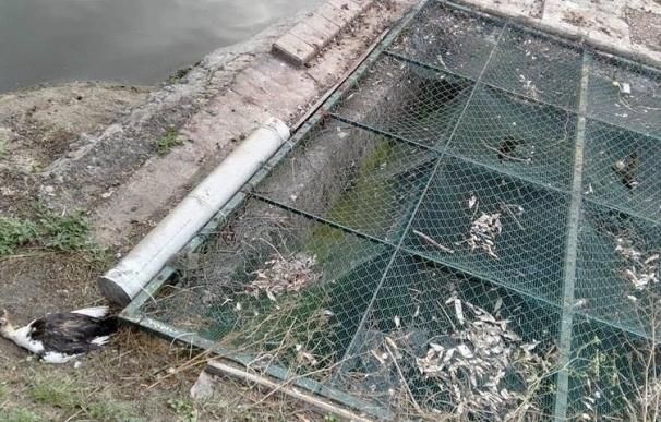 El Ayuntamiento dice que los análisis confirman que el agua de La Cantábrica no está contaminada