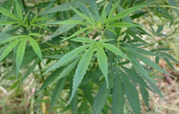 Médicos y pacientes piden regular el cannabis medicinal para evitar su situación de "indefensión sanitaria y jurídica"