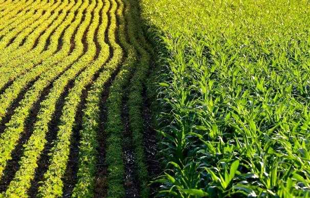 Aumenta el uso de herbicidas en cultivos transgénicos