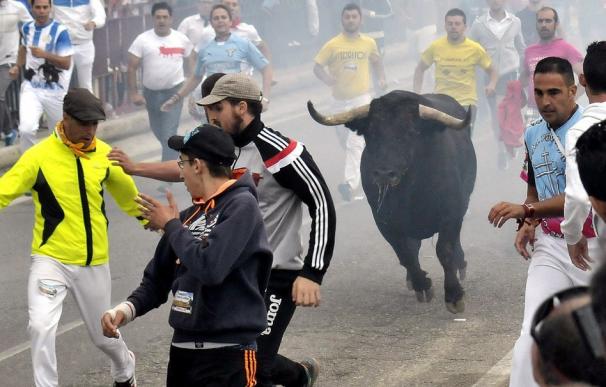 El toro 'Pelado' ha vuelto este jueves a pasear su bravura por las calles de Tordesillas.