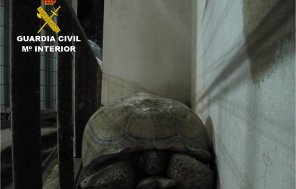 La Guardia Civil recupera una tortuga de 40 kilos hallada por un ciudadano en la carretera