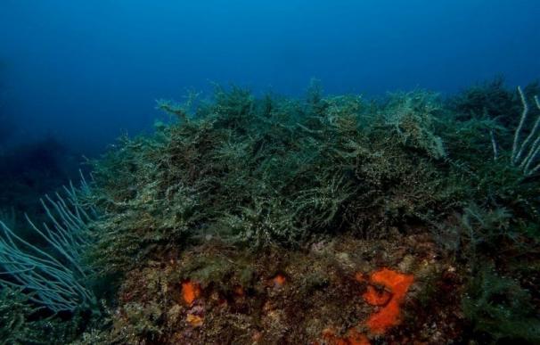 Alertan que los bosques submarinos de alga mediterránea están amenazados por el impacto humano