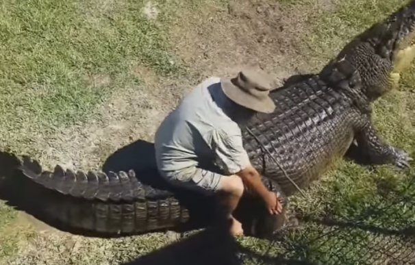 El dueño de un zoo pierde una mano durante un espectaculo con cocodrilos