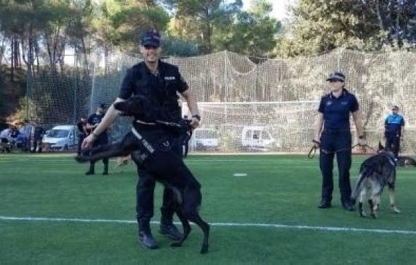 Un centenar de agentes participa en una exhibición de perros policía en Sant Andreu de la Barca