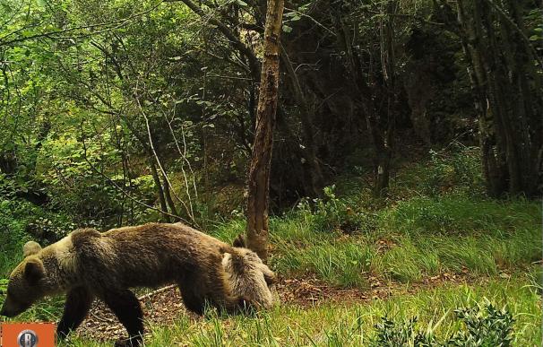 Detectados osos con síntomas de desnutrición en la Cordillera Cantábrica
