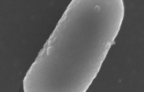 Probióticos con la cepa bacteriana ecológicamente adecuada podrían tener efectos duraderos
