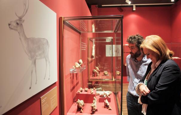 El Museo Arqueológico de Murcia amplía la exposición sobre Cueva Victoria hasta el próximo 23 de octubre