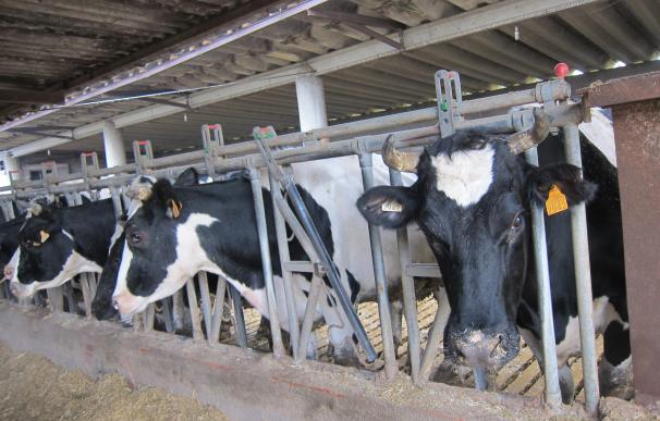 Foro culpa al Gobierno regional del "cierre constante" de ganaderías de leche