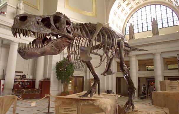 Eric Prokopi subastó un esqueleto de Tiranosaurio por más de un millón de dólares.