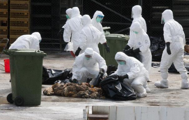 Aumenta la alarma en China al revelarse nueva cepa de gripe aviar.