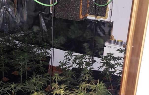 La Guardia Civil destapa una sofisticada plantación de marihuana en una casa de Miraflores