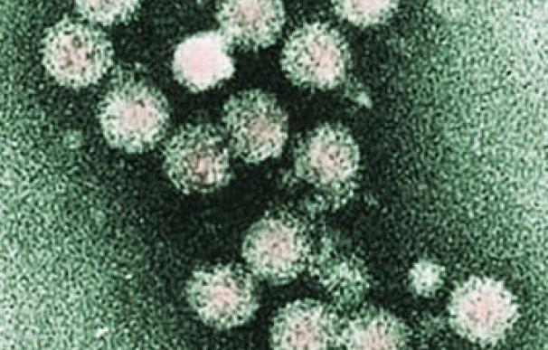 La erradicación de la hepatitis C podría estar cerca en los próximos años, según un experto