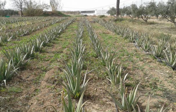Agricultura estudia la viabilidad del Aloe Vera en una finca de 1.000 m2 de Torre Pacheco
