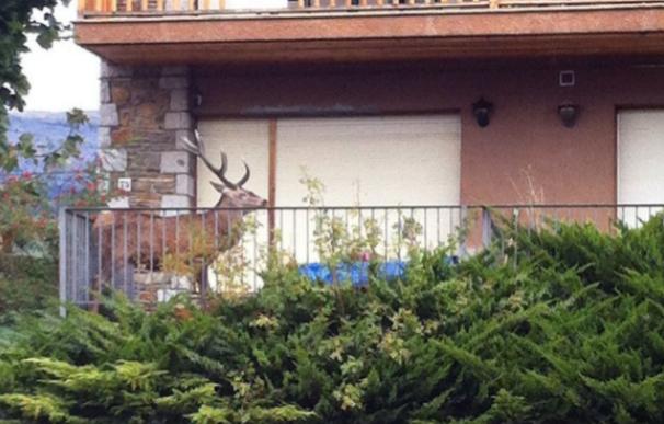 Un ciervo se refugia de los cazadores en un balcón de un pueblo de Lleida