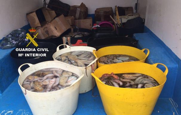 La Guardia Civil decomisa 200 kilos de pulpo ilegal en Bueu (Pontevedra)