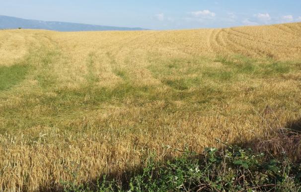 UAGR organiza una jornada sobre el control de malas hierbas en el cultivo del cereal