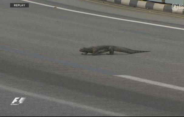 Un lagarto gigante cruza la pista en pleno entrenamiento en el GP de Singapur