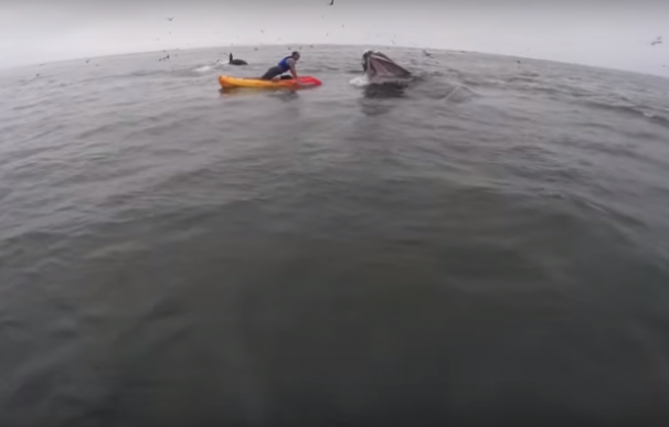 Una ballena sorprende a una pareja de piragüistas en California