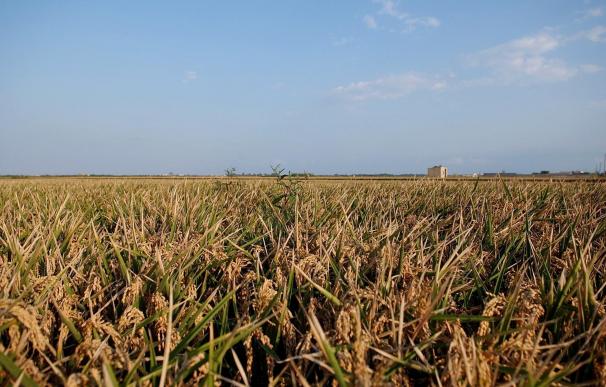 La producción de arroz en el Delta del Ebro puede caer un 10% a finales de siglo