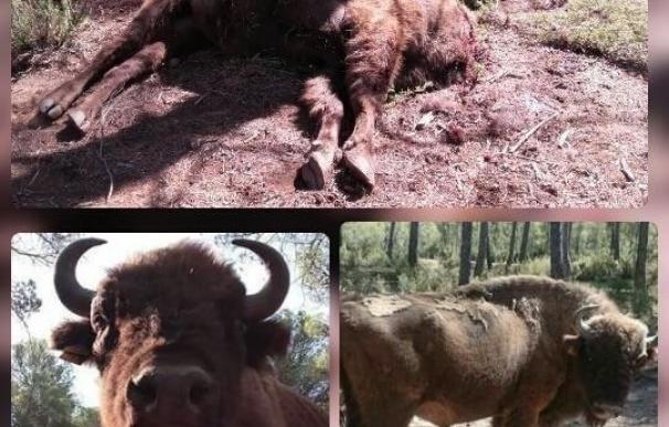 El Seprona mantiene varias líneas de investigación sobre la muerte de los bisontes de Benagéber