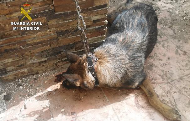 Investigan a un vecino de Lorca como responsable de un perro que apareció muerto, atado y a pleno sol