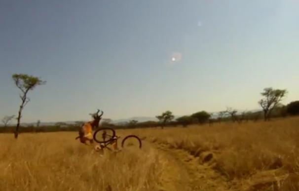 Un ciclista, atropellado por un antílope en Sudáfrica
