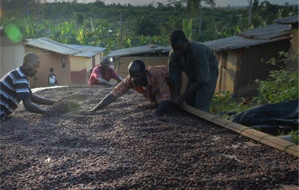 Suchard se une al proyecto 'Cocoa Life' de Mondelez, con el que elaborará sus turrones con cacao de cultivo sostenible