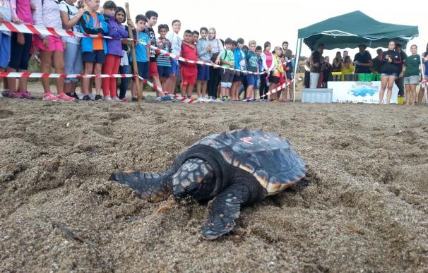La Junta libera 13 tortugas bobas en la playa de San Juan de Terreros, en Pulpí