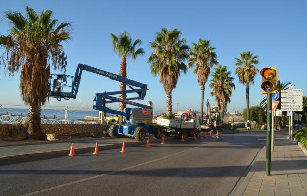 El trasplante de nueve palmeras marca el inicio de la construcción de la pasarela del Puerto de Tarragona