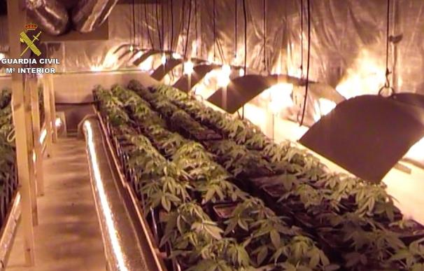 La Guardia Civil interviene más de 2.000 plantas de marihuana y detiene a 23 personas en septiembre
